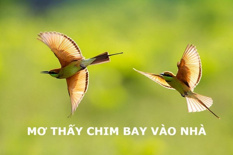 Nghiên cứu ý nghĩa của giấc chiêm bao chim bay vào nhà